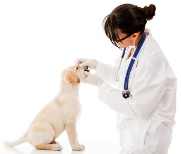 Vet checking the teeth of a puppy dog - isolated over white